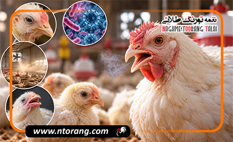 خس خس سینه مرغ؛ علت چیست و چه زمانی باید نگران شد؟